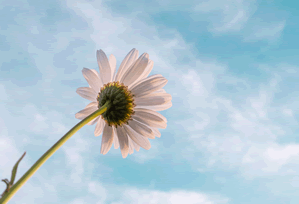 【爆料】糖心vlog突发:当事人在中午时分被曝曾参与猛料,全网炸裂席卷全网